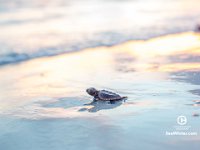 Sunset Hatchling-1024x768 0
